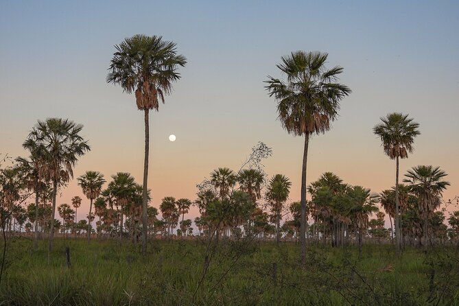 Birding and Nature Chaco Tour - The birds you might see