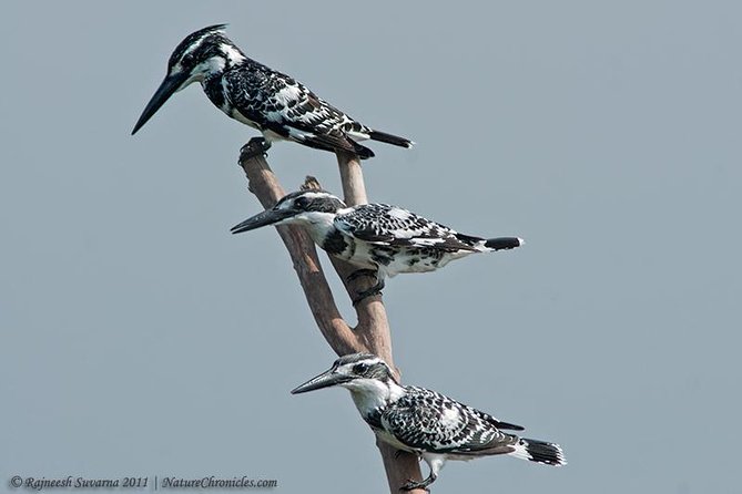 Birding & Bird Photography tour in Bangalore - Why a full day works around Bangalore