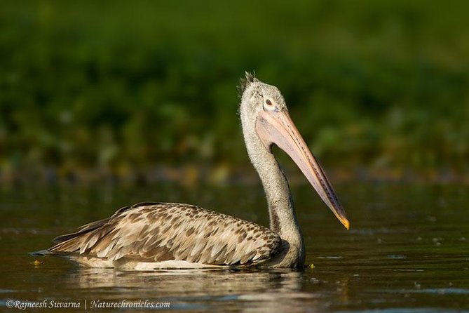 Birding & Bird Photography tour in Bangalore - What the day feels like for bird photographers