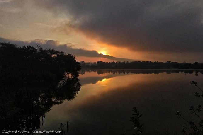 Birding & Bird Photography tour in Bangalore - Choosing among Nandi Hills, Hosakote Lake, and Hessarghatta