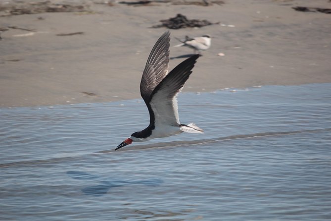 Birding By Boat on the Osprey - Key points before you book