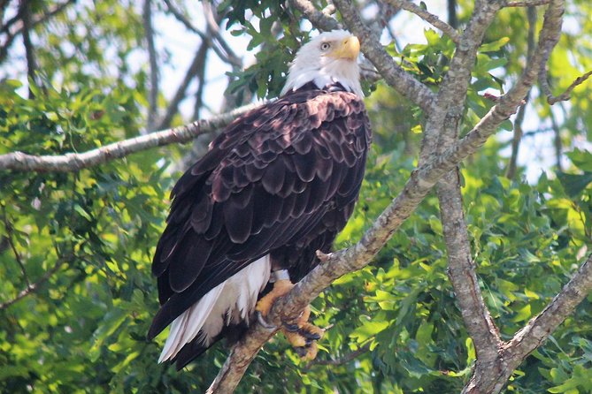 Birding By Boat on the Osprey - Boarding at 10 a.m. on Wilson Drive