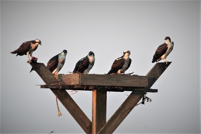 Birding By Boat on the Osprey - Bird sightings that make the trip special