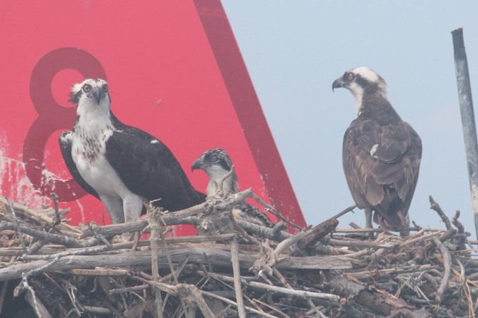 Birding By Boat on the Osprey - Following the channels behind Cape May and Wildwood