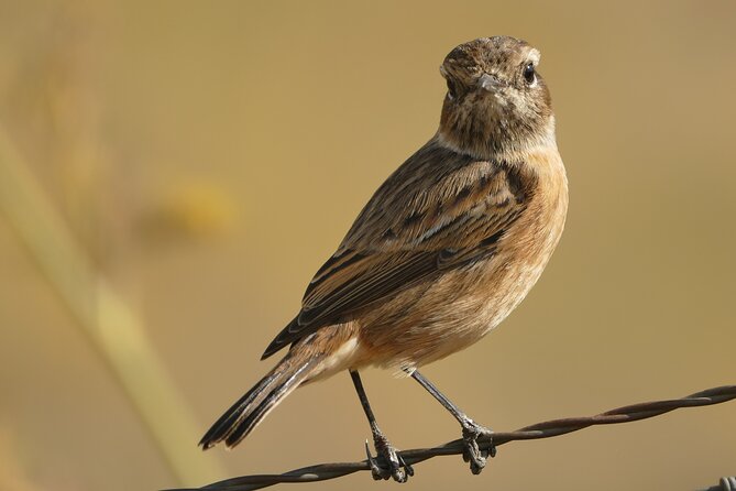 Birding Costa del Sol Day tour - Punta de Calaburras and Cabo Pino: Begin by the Sea