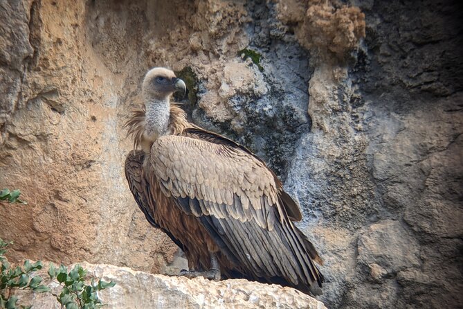 Birding Costa del Sol Day tour - El Juanar: Limestone Views and Birds of Prey