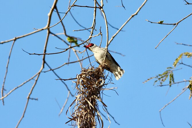 Birding for beginners - Key points to know before booking