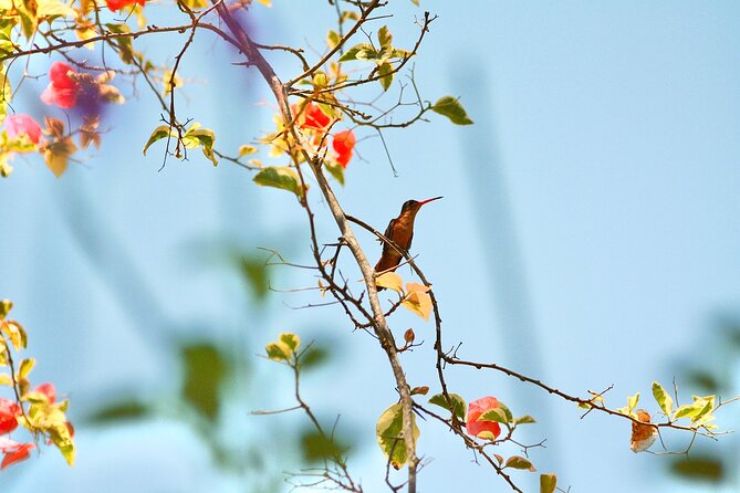 Birding for beginners - Starting at 8:00 am in Sayulita