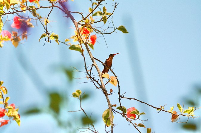 Birding for beginners - Listening for birds on the jungle paths