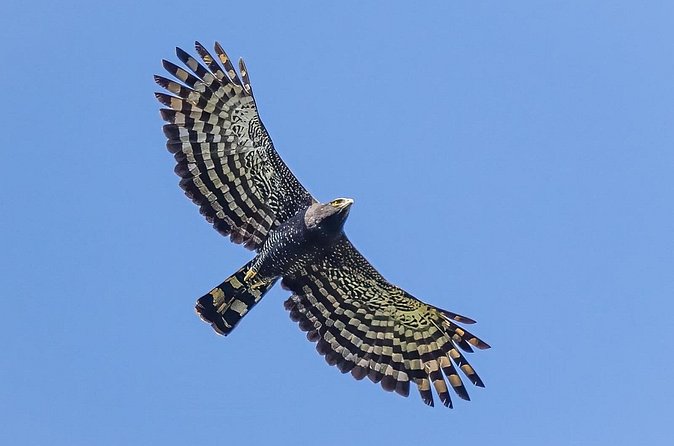 Birding for beginners - Who will enjoy this Sayulita birding tour?