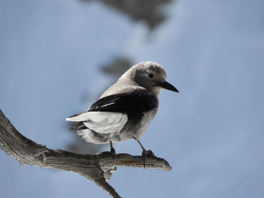 Birding Hike and Hot Spring Soak from Denver - Birding with a Ph.D. ecologist
