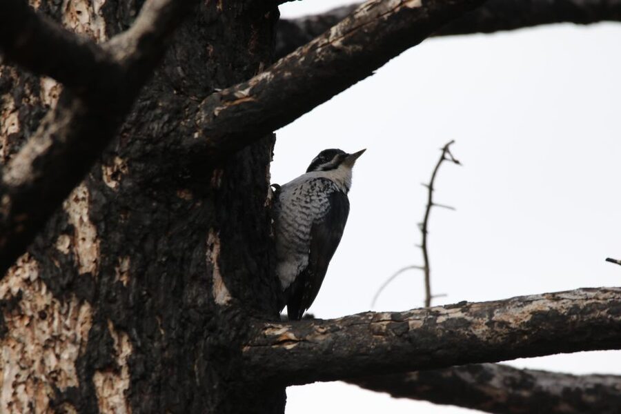Birding Hike and Hot Spring Soak from Denver - The lake, glacier, and a hot drink