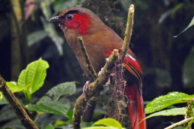 Birding Hike: Day Birdwatching in Kathmandu
