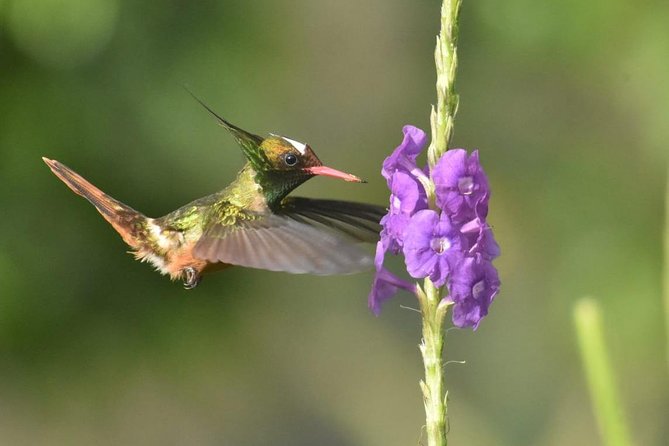 Birding in the Rainforest - Key points to know before you book