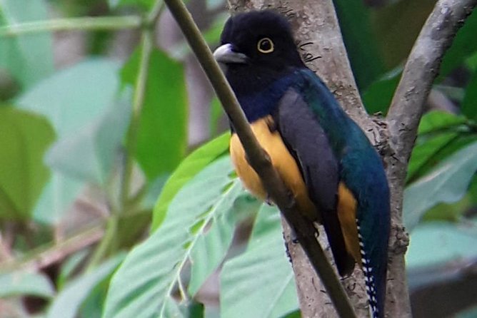 Birding in the Rainforest - An early morning search around Uvita