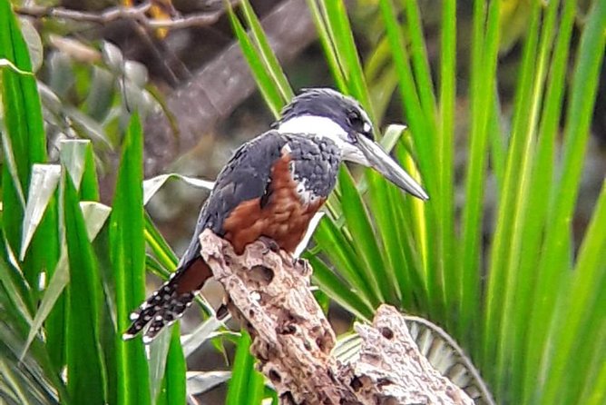 Birding in the Rainforest - Hotel pickup keeps a short tour practical