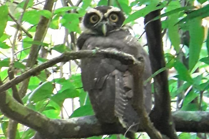 Birding in the Rainforest - Greivin’s ear for rainforest wildlife