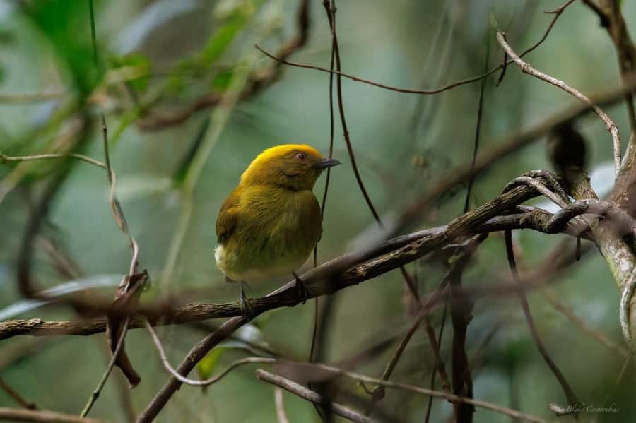 Birding Medellin with expert bird-watcher (Private) - Practical Details That Make the Day Easier