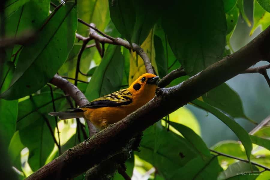 Birding Medellin with expert bird-watcher (Private) - Why La Romera Makes a Good Birding Escape