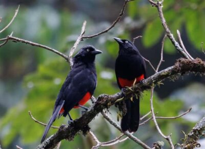 Birding Medellin with expert bird-watcher (Private)