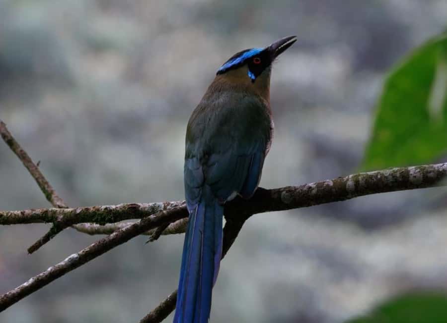 Birding Medellin with expert bird-watcher (Private) - Learning Birds by Sight and Sound