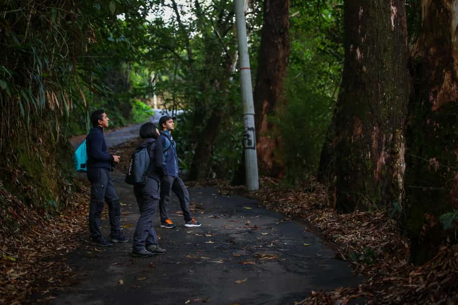 Birding Medellin with expert bird-watcher (Private) - What You Might See in Six Hours