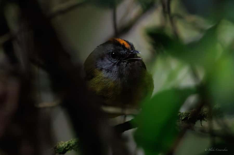 Birding Medellin with expert bird-watcher (Private) - Breakfast, Coffee, and the Small Comforts