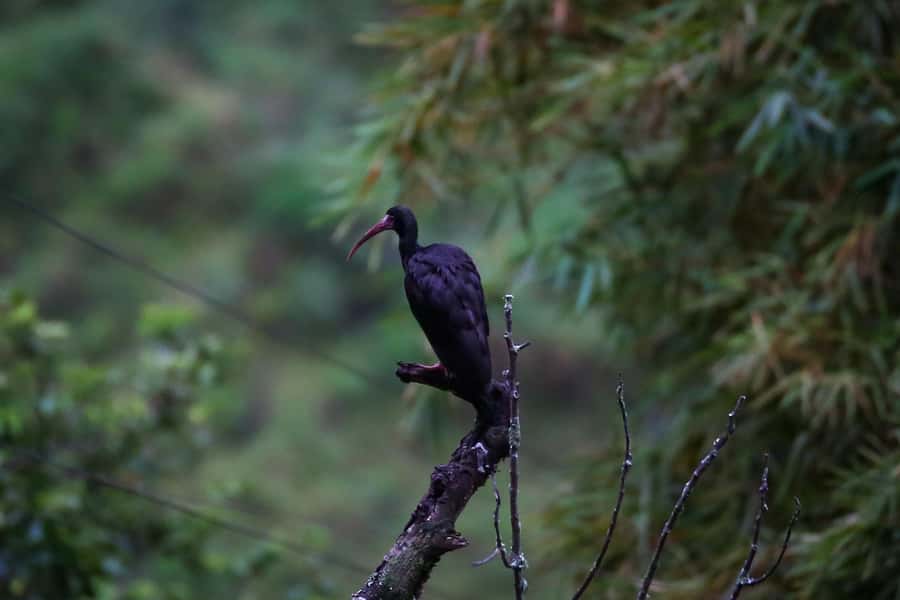 Birding Medellin with expert bird-watcher (Private) - The Price and the Private-Group Advantage