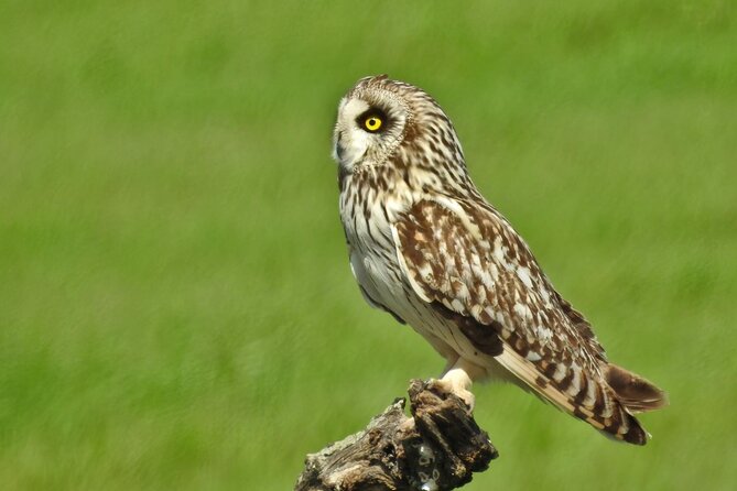 Birding & Photography Day Trip to Doñana from Seville - Short walks and minor roads