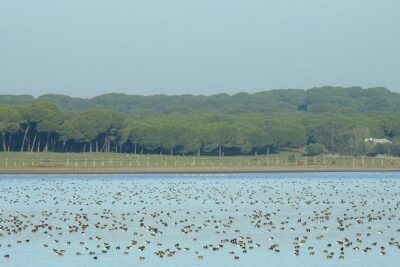Birding & Photography Day Trip to Doñana from Seville