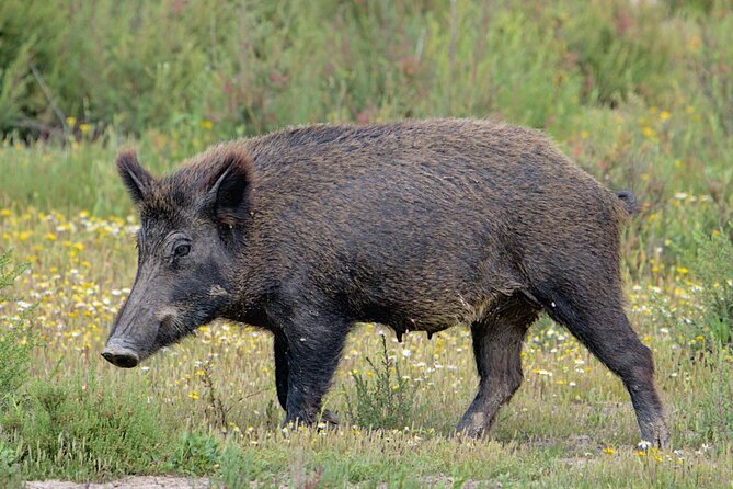 Birding & Photography Day Trip to Doñana from Seville - The guides and the value of local eyes