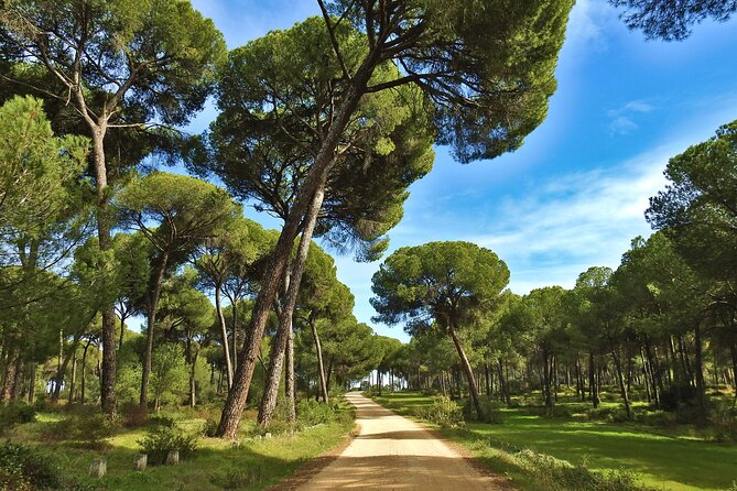 Birding & Photography Day Trip to Doñana from Seville - Photography without carrying a full kit