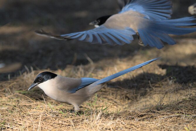 Birding & Photography Day Trip to Doñana from Seville - Is $150.85 a fair price?