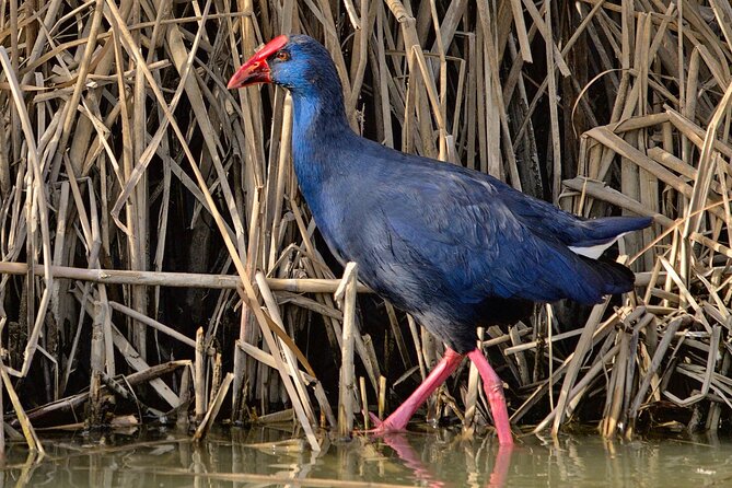 Birding & Photography Day Trip to Doñana from Seville - Who will enjoy this day most?