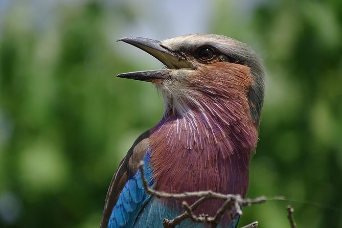 Birding Safari Experience in Livingstone - MINIMUM 2 PEOPLE - Key points to know before booking