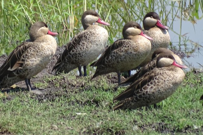 Birding Safari Experience in Livingstone - MINIMUM 2 PEOPLE - Why Mosi-oa-Tunya is a strong birding base