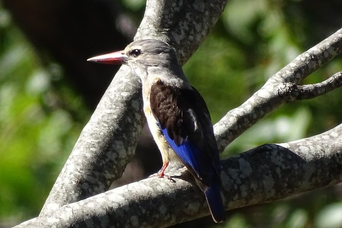 Birding Safari Experience in Livingstone - MINIMUM 2 PEOPLE - What you might see