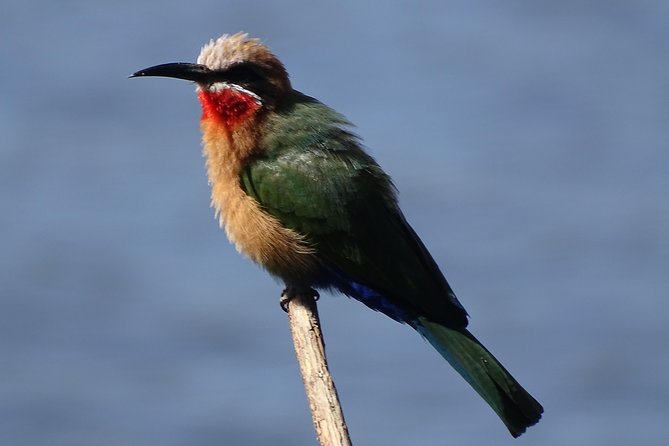 Birding Safari Experience in Livingstone - MINIMUM 2 PEOPLE - The riverside picnic break