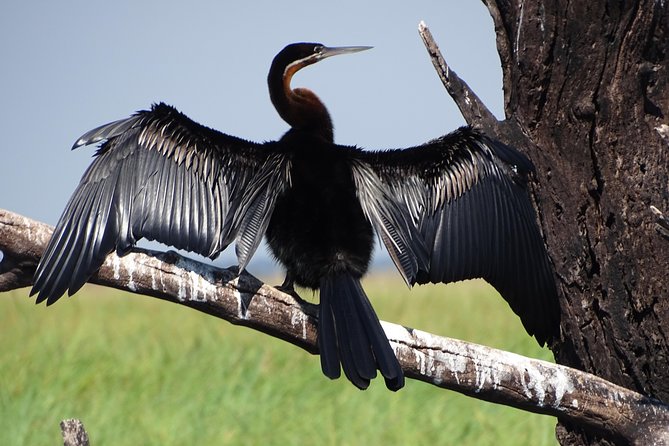 Birding Safari Experience in Livingstone - MINIMUM 2 PEOPLE - Private pacing and group size