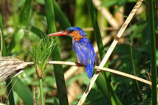 Birding Safari Experience in Livingstone - MINIMUM 2 PEOPLE - What the three-and-a-half hours feel like