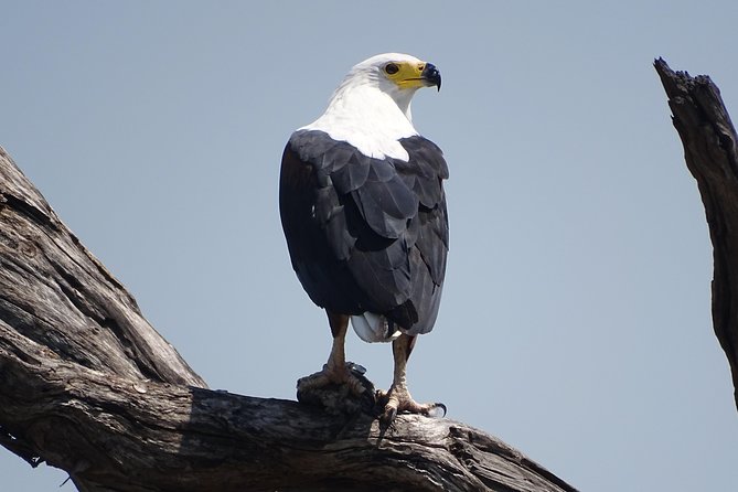 Birding Safari Experience in Livingstone - MINIMUM 2 PEOPLE - Starting early in the park