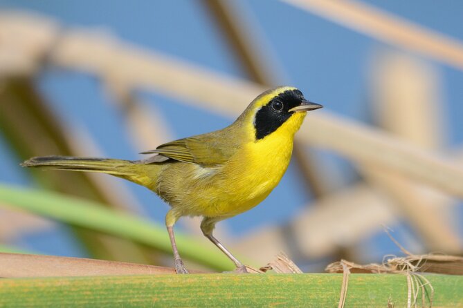 Birding San Jose Estuary Los Cabos Mexico - Who will enjoy this Los Cabos birding tour