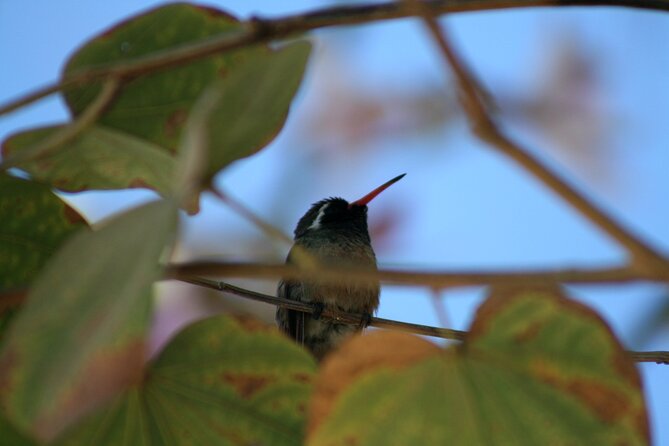 Birding San Jose Estuary Los Cabos Mexico - Birding the wetland with Joanne or Jo Ann