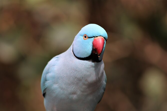 Birds of Eden Admission Ticket - A Free-Flight Aviary Instead of a Row of Cages