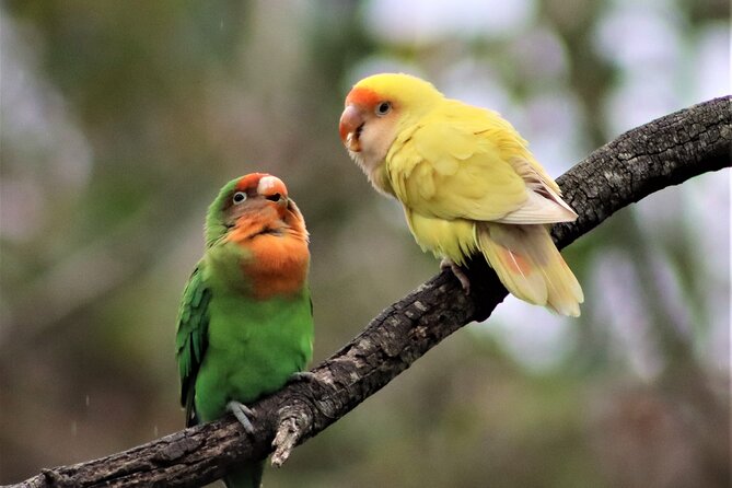 Birds of Eden Admission Ticket - Walking the 1.2-Kilometer Boardwalk