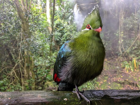 Birds of Eden Admission Ticket - Self-Guided Freedom or a Complimentary Guide