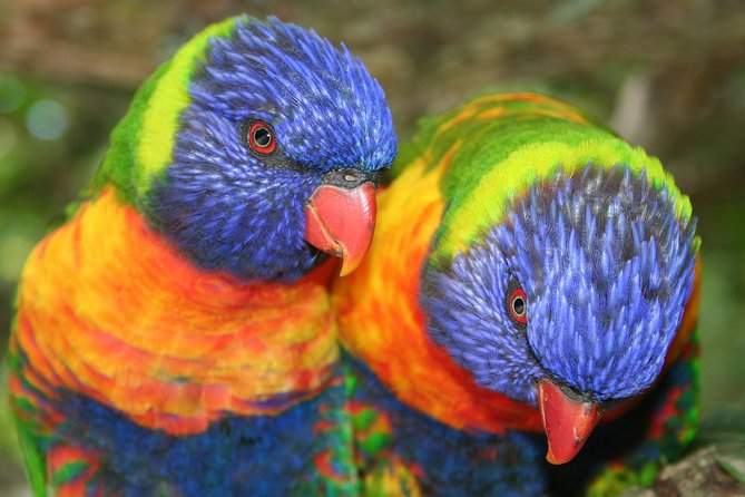 Birds of Eden Admission Ticket - Planning Your Visit Around Time and Weather