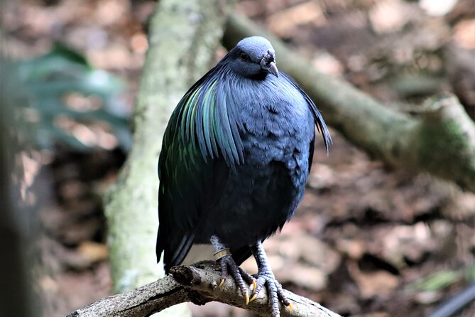 Birds of Eden Admission Ticket - Who Will Get the Most From Birds of Eden