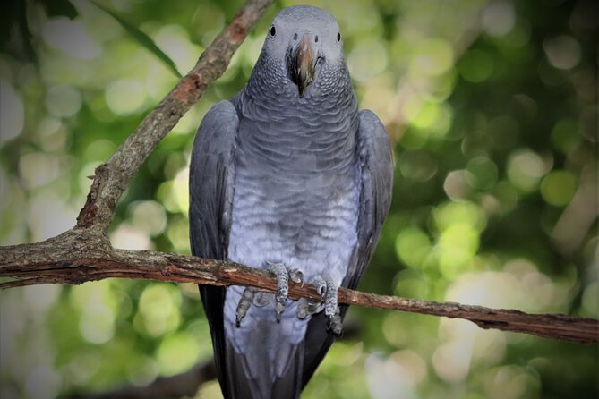 Birds of Eden Admission Ticket - A Few Practical Ways to Make It Better