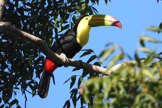 Birds of the Mayan World 1 - Following the Ruta de los Cenotes near Puerto Morelos